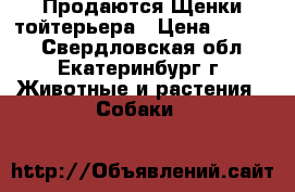 Продаются Щенки тойтерьера › Цена ­ 5 000 - Свердловская обл., Екатеринбург г. Животные и растения » Собаки   